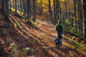 Dog and owner hiking during their stay at a Pet Friendly Smoky Mountain Cabin