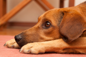 dog hanging out in pet friendly cabins in the Smoky Mountains